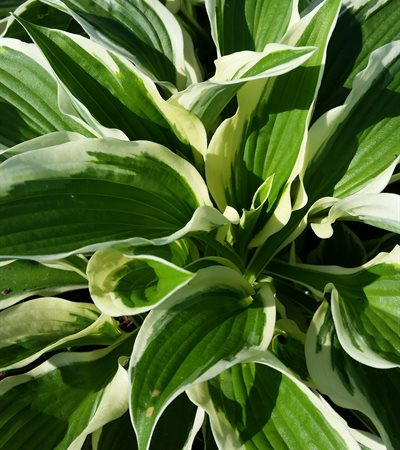 Hosta Minuteman